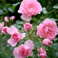 original sound - flowerflower3299