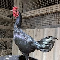 guntitat_farmsaraburi