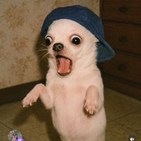 mouthcatalittlebit