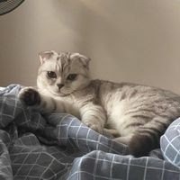 анечка топ