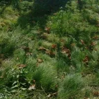 ใครที่ล้อเลียนผม