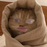 suara asli - Noken wan😍😻