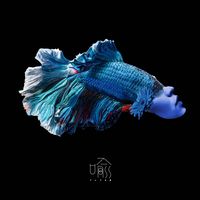 オリジナル楽曲 - 奈良瀬