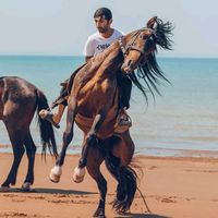 adil_mastaga