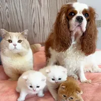 original sound - user8577453459605