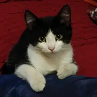 original sound - marycuchito