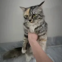 original sound - swille_cowboy