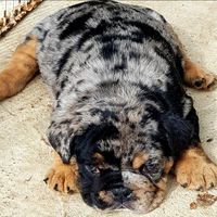 englishbulldog_by_anny
