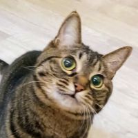 hotate.meow