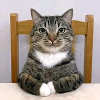 el_gatoloko