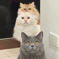 原聲 - Mi Bao & Mi Lu