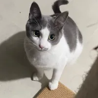 original sound - aaaaaaakang