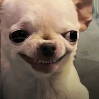 wsxmello