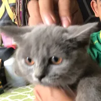 original sound - ryansem_