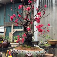 nhạc nền - Kệ Art