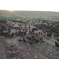 goldenflagfarm