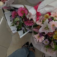 alaa_shokrri