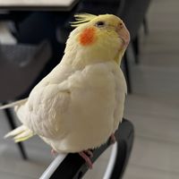 mrriocha1