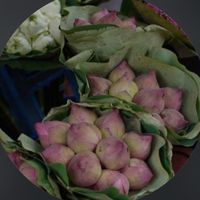 fruit_kawai4