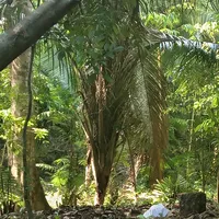 original sound - elchilero8