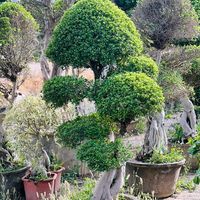 chmudassarsidhu_5911