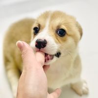 nhạc nền - Thị Pull 🐶