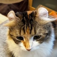 mofu_mofu_cat