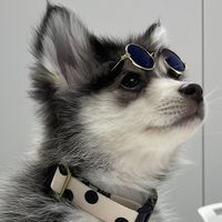 pomsky_ran