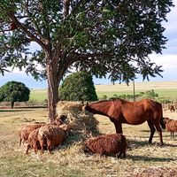 fazenda_1.0