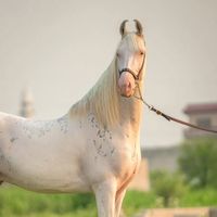 horseradingclub