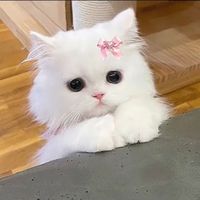 do_dear15y