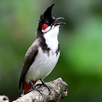 الصوت الأصلي