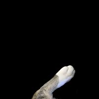 suara asli - akudanmeng.