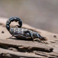 scorpion._786