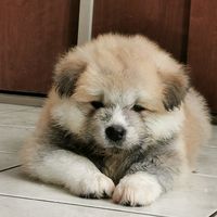 hanabi.akita