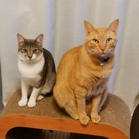mocha.biscuit