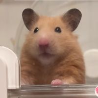 purin_kinkuma