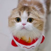 thammachartmeow