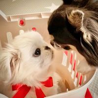 オリジナル楽曲 - 🐶KID&COCOA&白玉🐶