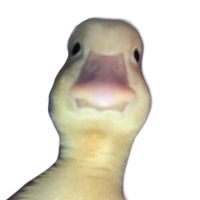 dyofz1rwbozp