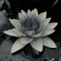 lotus_flowers13