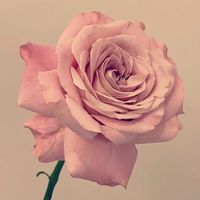 rosegul_gul