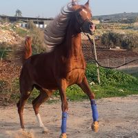 سكسونايا يا منار