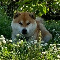 nomurasyuhei_gen