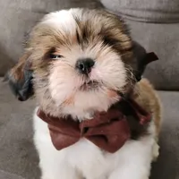 La Vida Que Merezco Perros