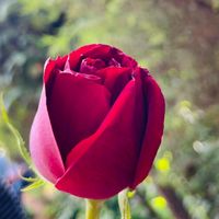 gtrrz_angelica04