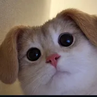 original sound - lin_chayadyy