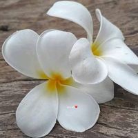 original sound - user38876784731971 ចែ ពិសី