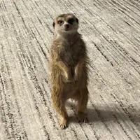 original sound - timon.surik