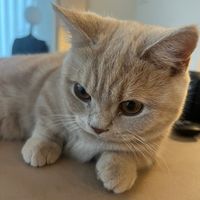 munchkin_cat_pote
